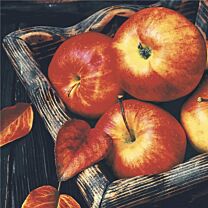 Serviette Äpfel im Obstkorb