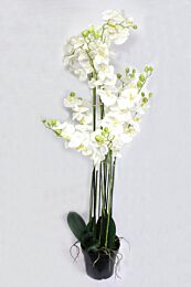 Kunststoff Phalaenopsis Novo