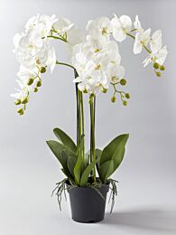 Kunststoff Phalaenopsispflanze Vanessa