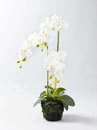 Kunststoff Phalaenopsispflanze Nizza