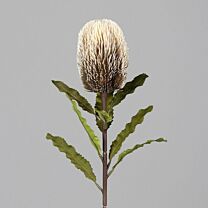 Kunststoff Banksia Hookerana