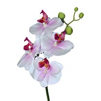 Kunststoff Phalaenopsis Natural