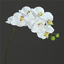 Kunststoff Phalaenopsis Naturel