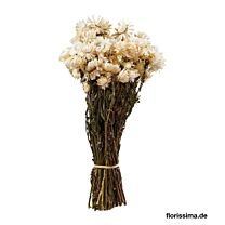 Helichrysum Trockenblume/holl.