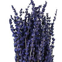 Lavendel Preserved/Trockenblume holl.