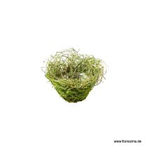 Gras Schale Natura/Pot