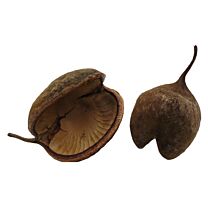 Budha Nut