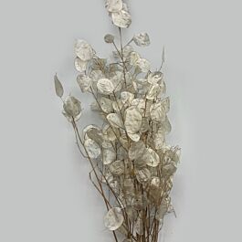 Lunaria-Zweig (40 Gramm)