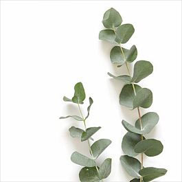 Serviette Eukalyptuszweig (20 Stück)