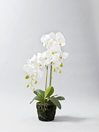 Kunststoff Phalaenopsispflanze Nizza 