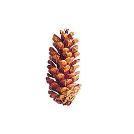 Pinus Peuce (1.5 Kilogramm)