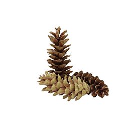 Pinus Peuce (4 Kilogramm)