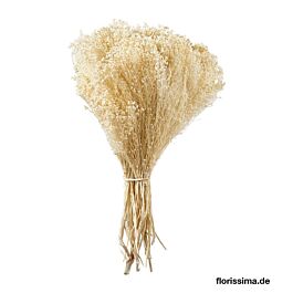 Broom Bloom (300 Gramm)