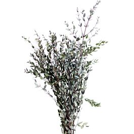 Eukalyptus Parvifolia Cap (150 Gramm)